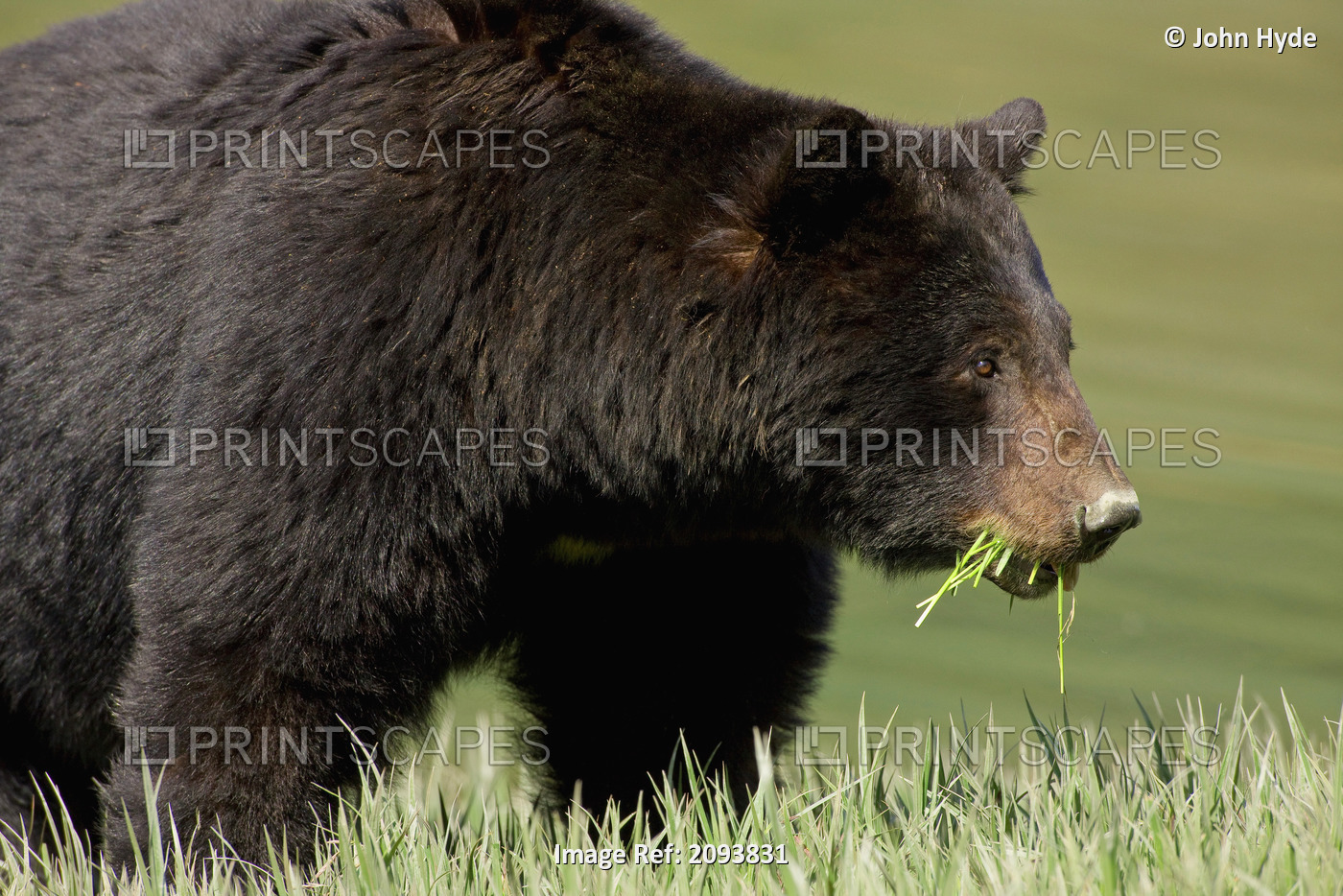 A Black Bear Forages On Spring Sedge Grass In An Estuary In Glacier Bay ...
