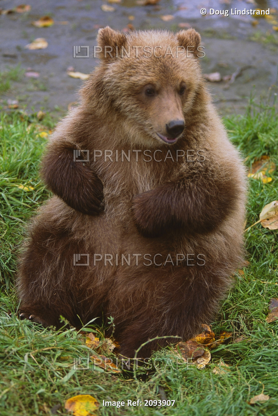 Captive Brown Bear *Sadie* Sitting In Patch Of Green Grass At The Alaska ...