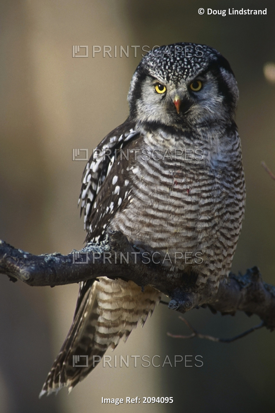 Close Up Of Hawk Owl Perched On A Branch Near Bird Creek Fall Southcentral ...