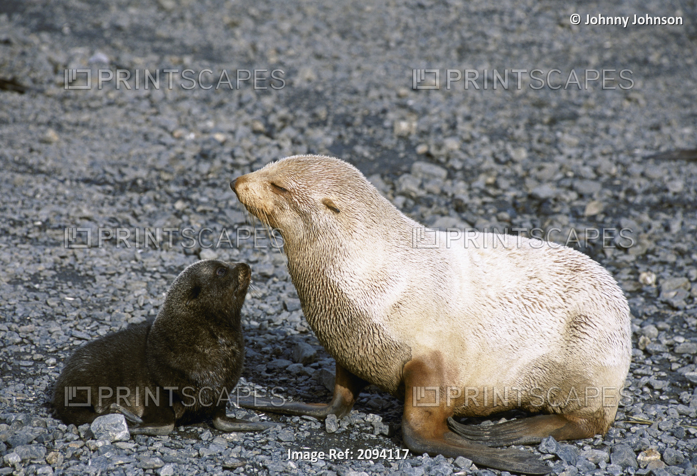Rare *Leukistic* Antarctic Fur Seal Mother With Pup At Right Whale Bay On South ...