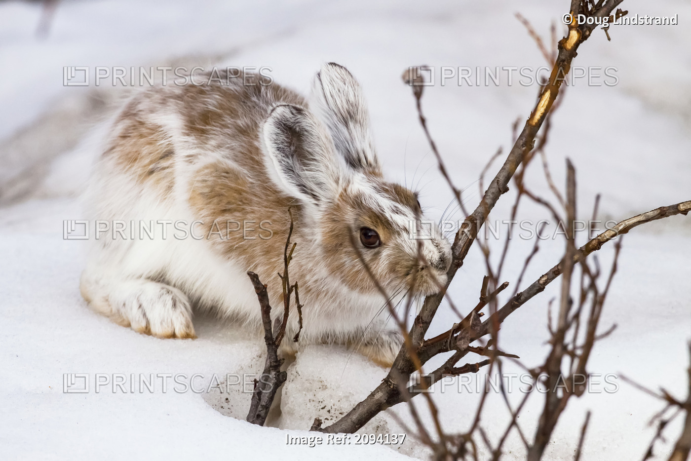 A Snowshore Hare, In Changing Fur, Nibbles On A Willow Bush In Snow, Denali ...