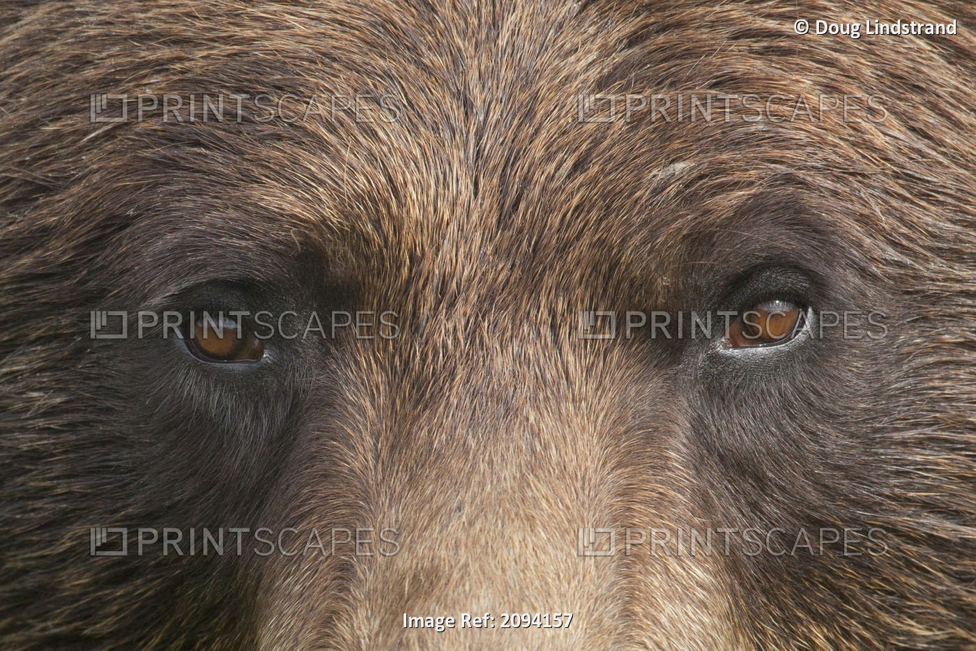 Extreme Close Up Of A Female Brown Bear's Face At The Alaska Wildlife ...