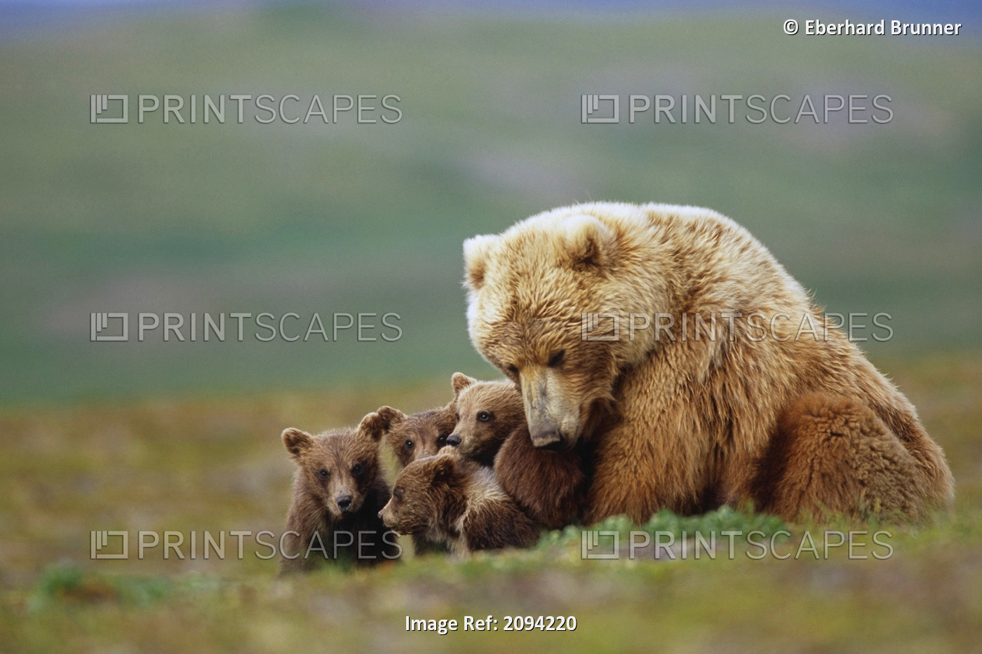 Grizzly Bear Sow W/4 Young Cubs Near Moraine Creek Katmai National Park ...