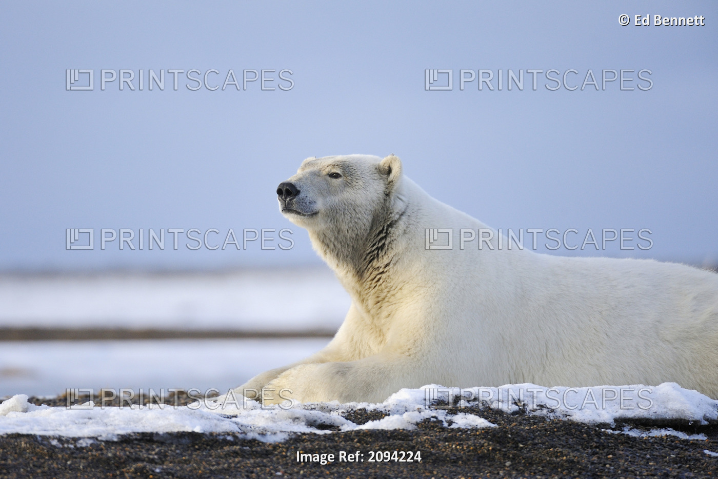 An Adult Polar Bear Rests Along On A Shoreline Of A Barrier Island Outside ...