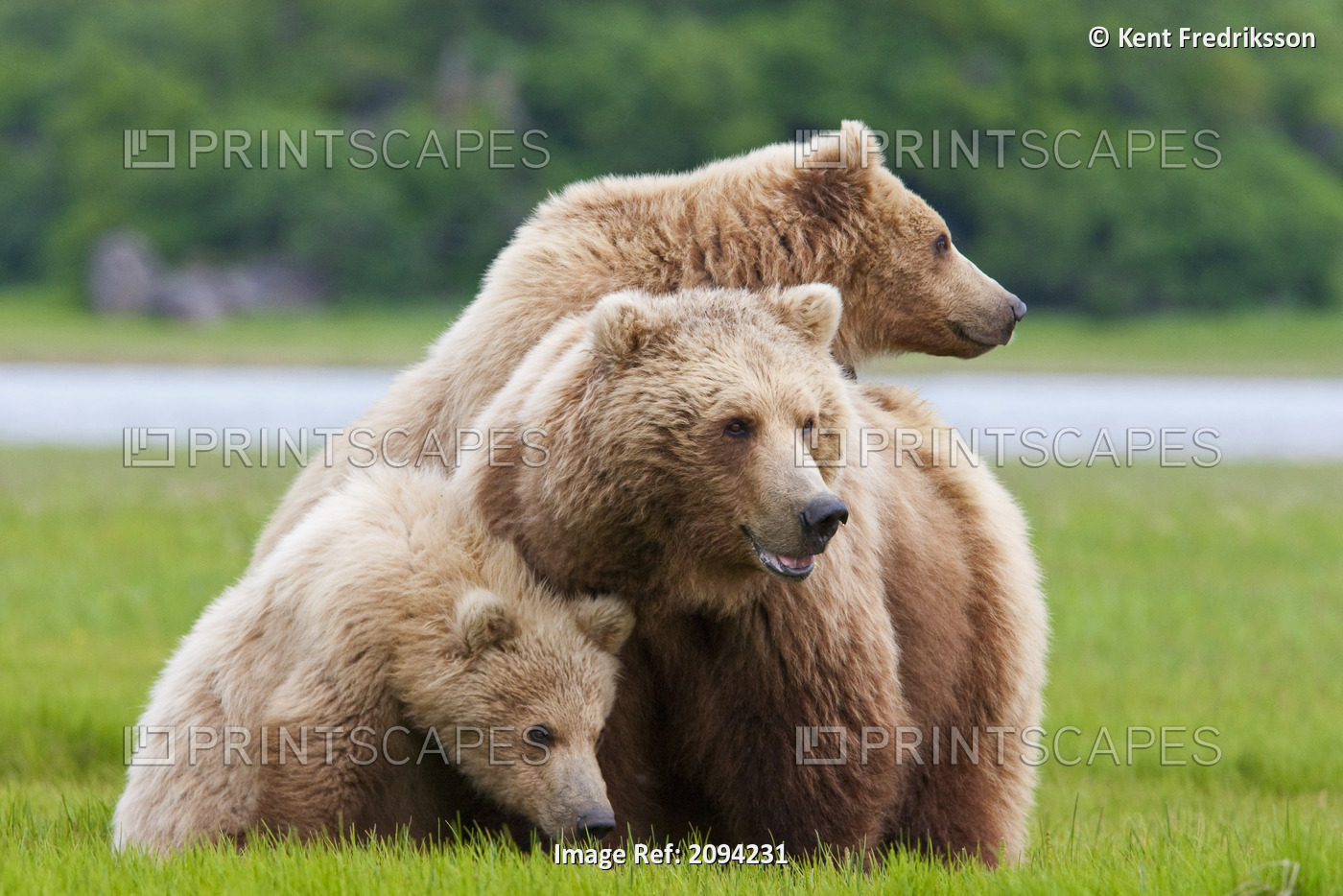 Coastal Brown Bear Sow With Her Two Spring Cubs At Hallo Bay, Katmai National ...