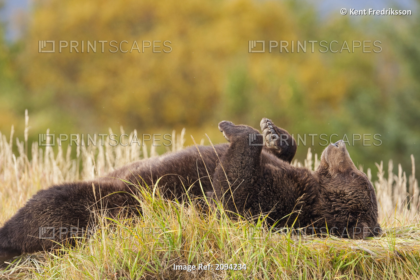 Grizzly Relaxed And Resting On Its Back Along A River Bank At Hallo Bay, Katmai ...