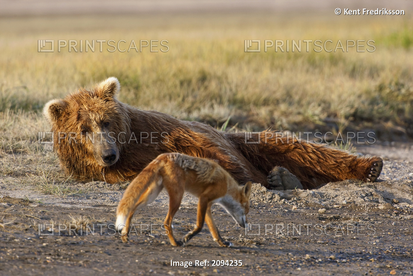 Red Fox Walks By A Resting Coastal Grizzly, Hallo Bay Katmai National Park, ...