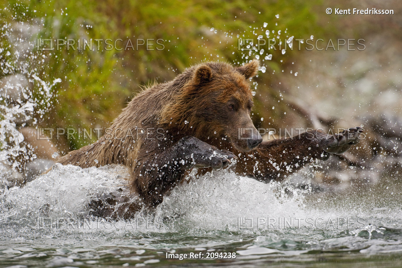Coastal Brown Bear Sow Fishing At Kinak Bay, Katmai National Park, Alaska