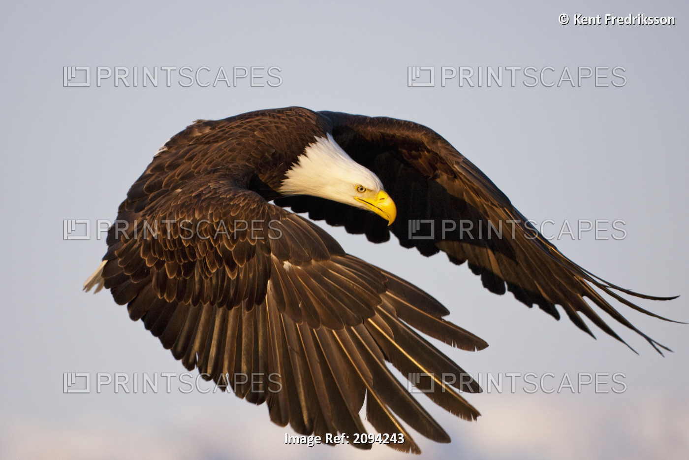 Bald Eagle Preparing To Land At Homer Spit, Kenai Peninsula, Alaska