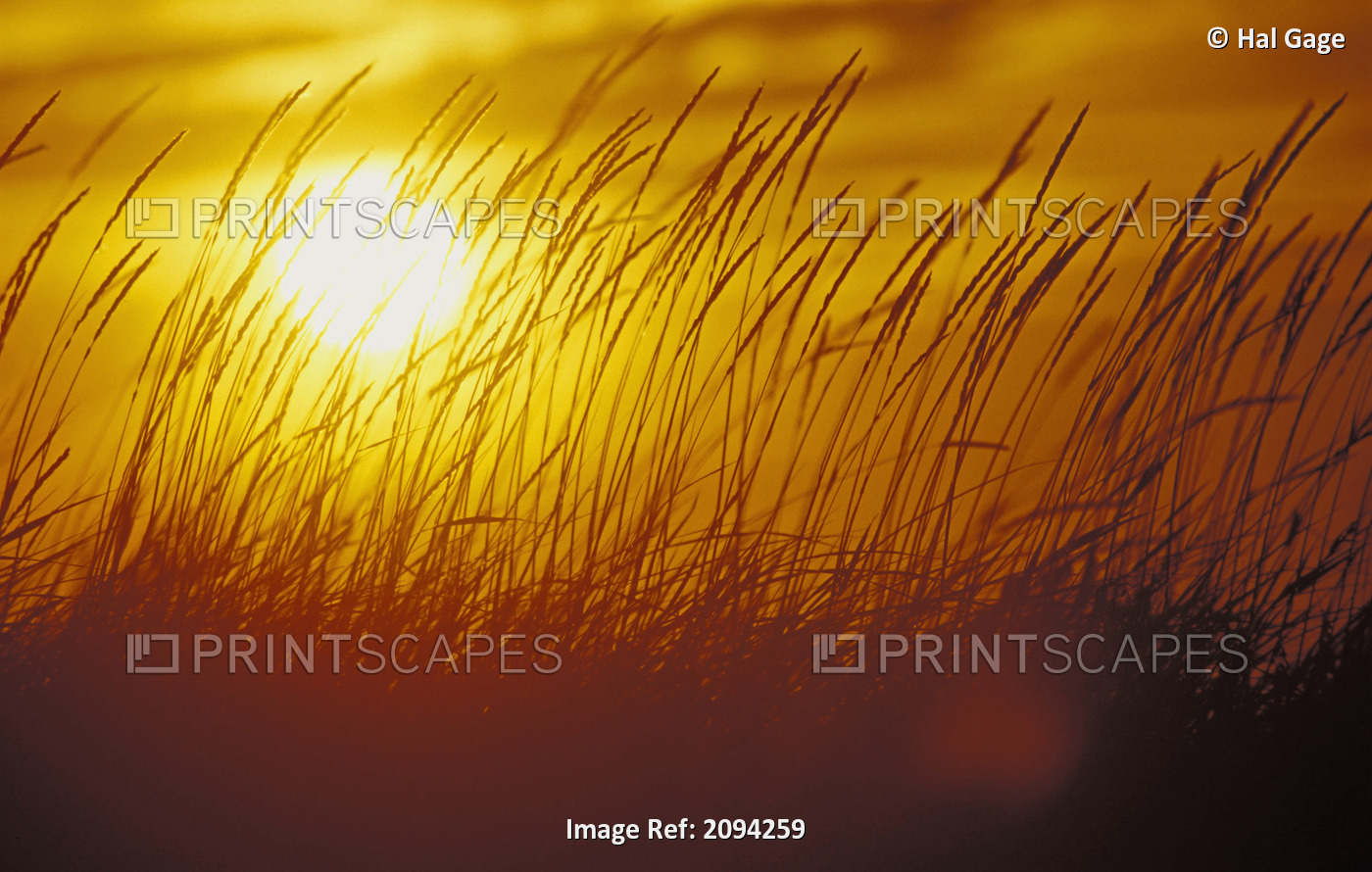 Tall Grass Backlit By Sunset Sc Ak Autumn Silhouette