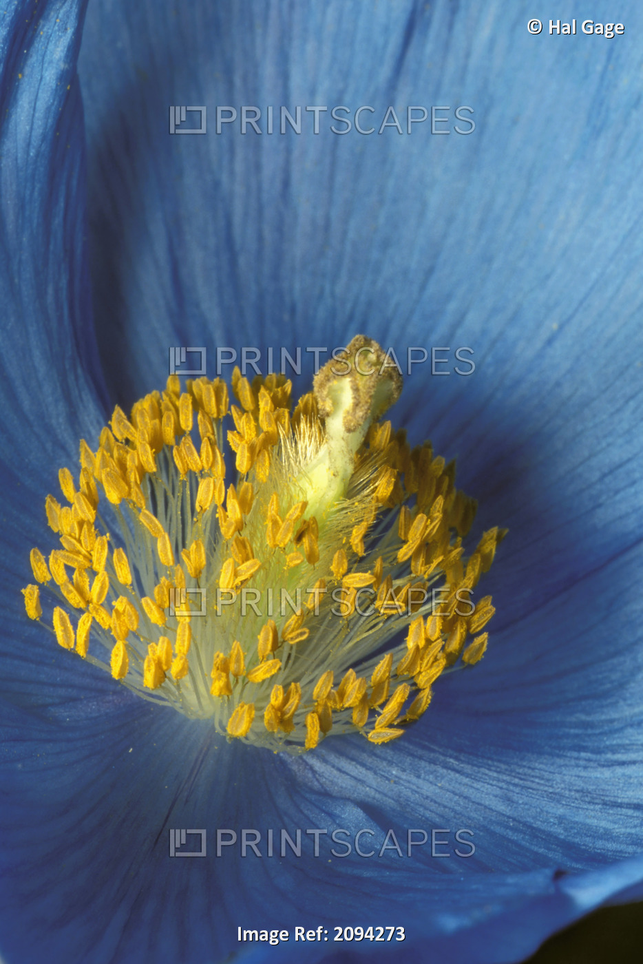 Close Up Detail Of Blue Poppy