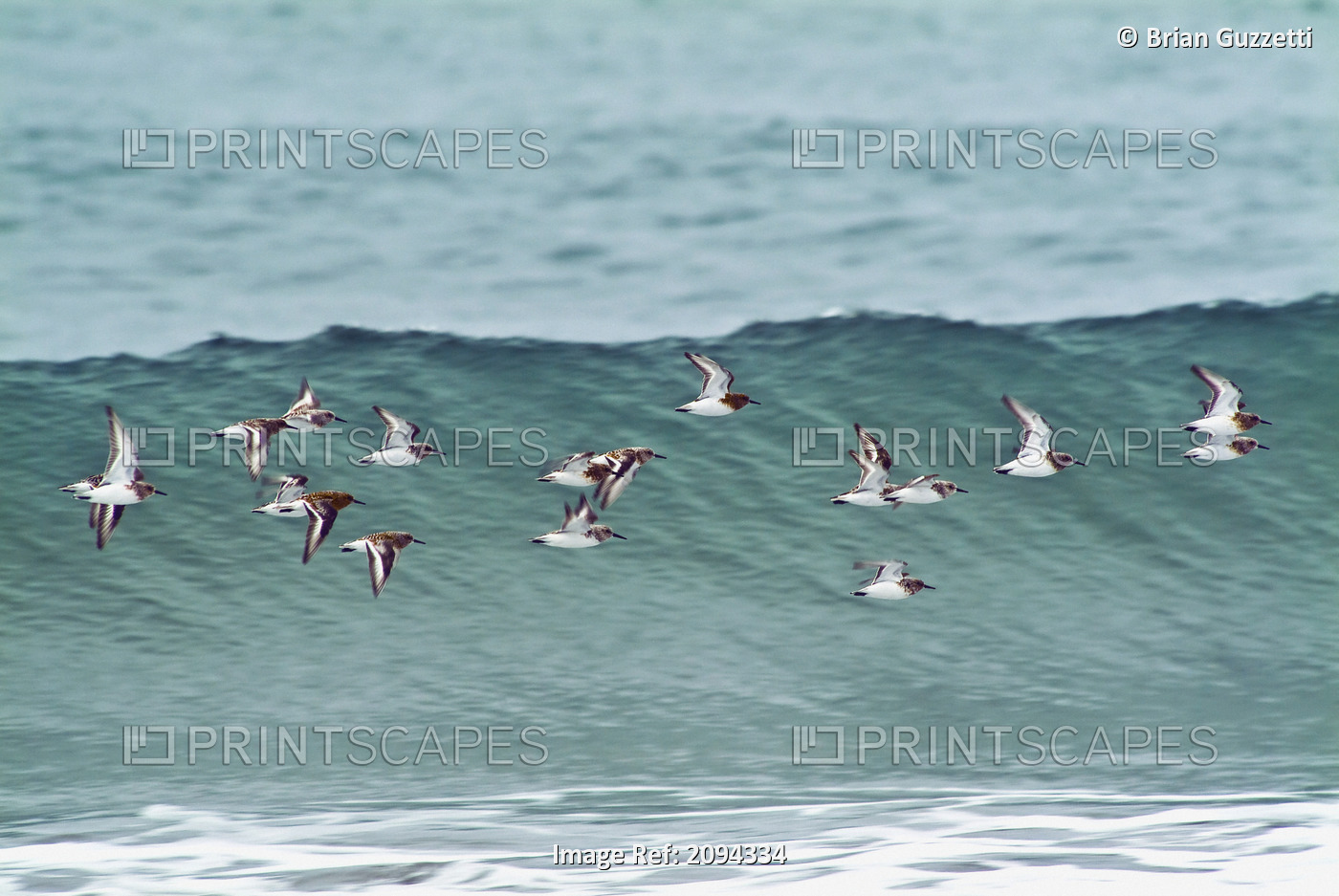 Sanderling In Flight Over Ocean Waves Near Middleton Island In The Gulf Of ...