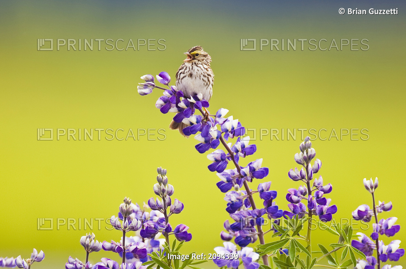 A Savannah Sparrow Singing While Perch On A Lupine Blossom In Portage, ...