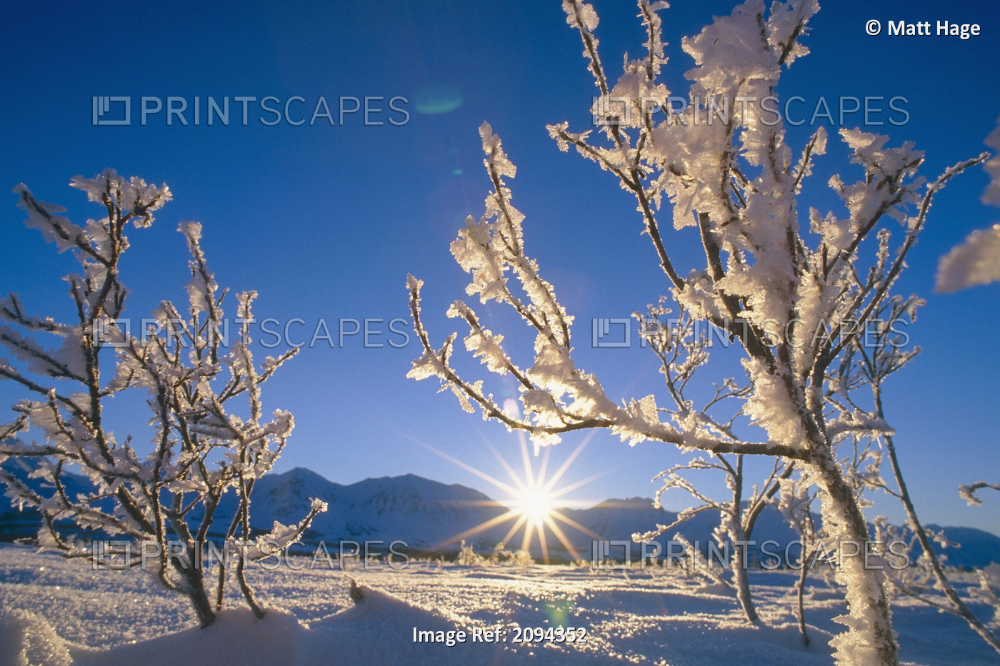 Frosted Trees Backlit @ Sunrise On Broad Pass Sc Ak Winter