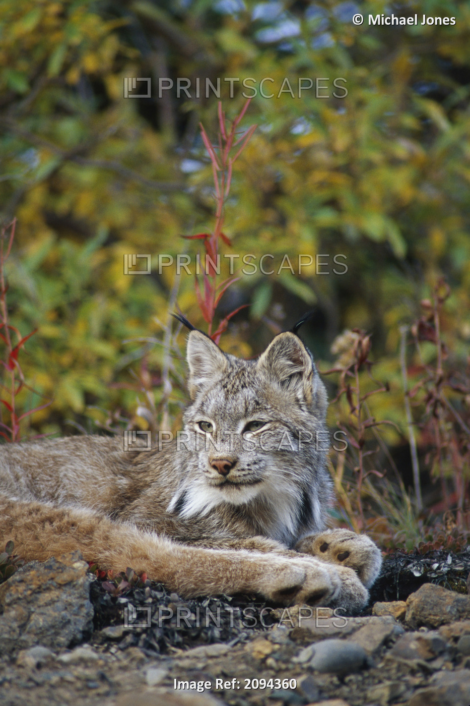 Adult Lynx On Hill Side Denali Np In Alaska Summer