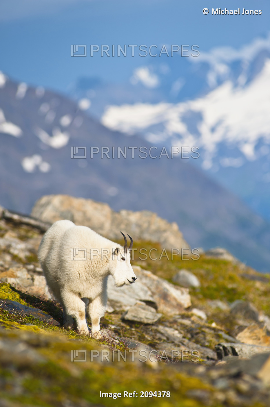 A Mountain Goat Near Exit Glacier's Harding Icefield Trail Grazing On Plants, ...