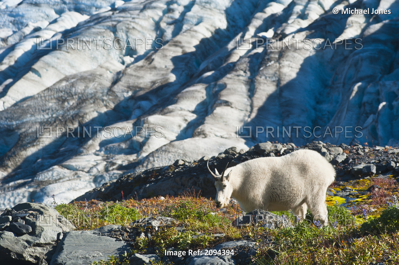 View Of A Mountain Goat Grazing On Plants Near Harding Icefield Trail With Exit ...