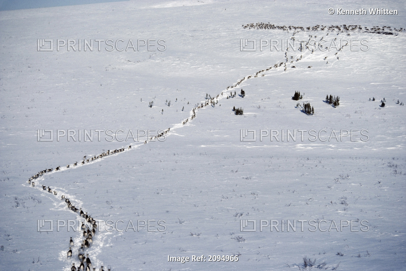 Porcupine Caribou Herd Migrates In Snow Ar Ak Anwr Brooks Range Winter
