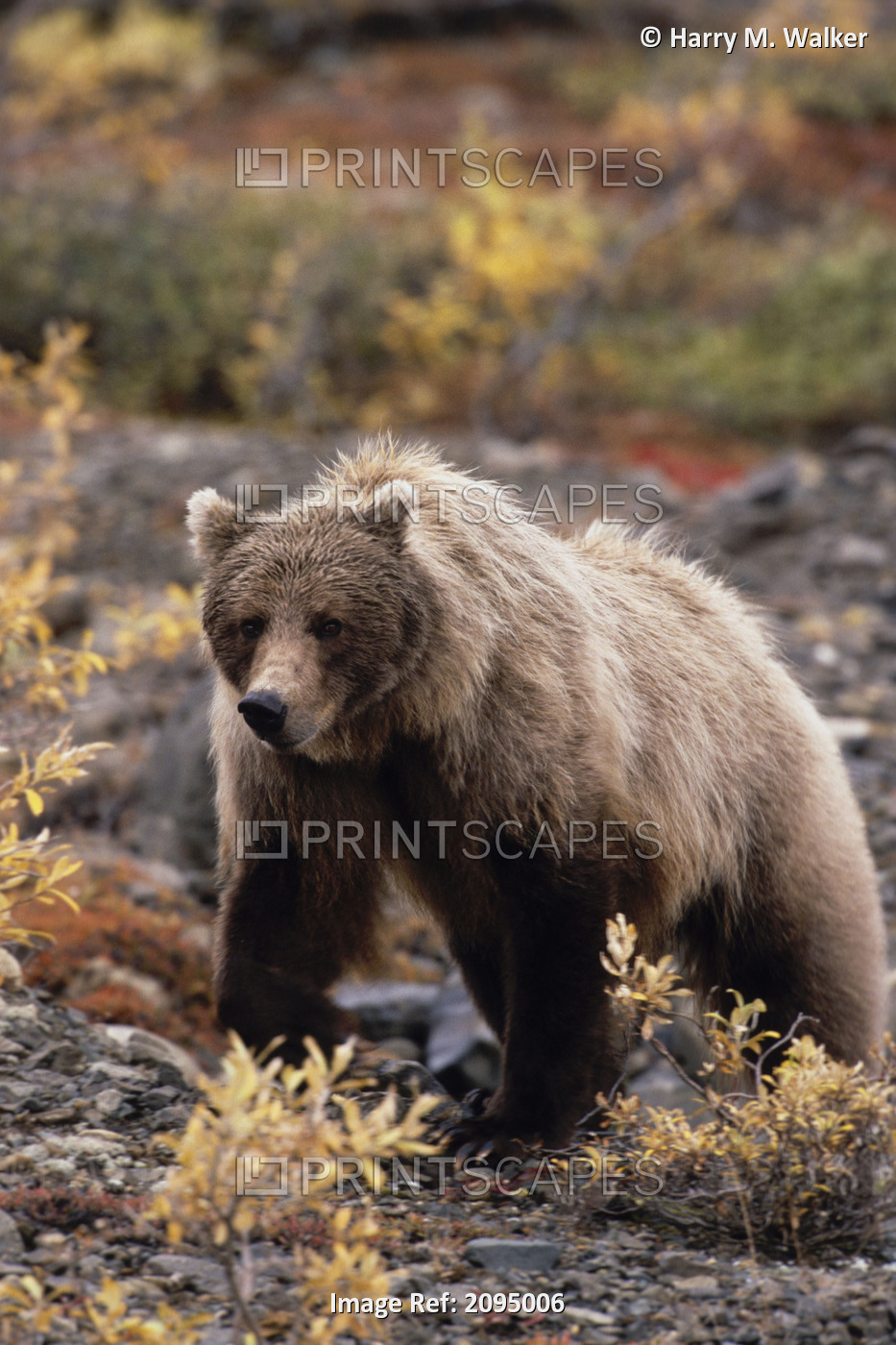 Adult Grizzly Walking On Fall Tundra Denali Np Alaska