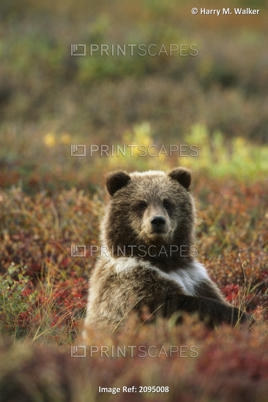 Yearling Brown Bear Cub Sits In Autumn Tundra In Ak Fall Denali Np