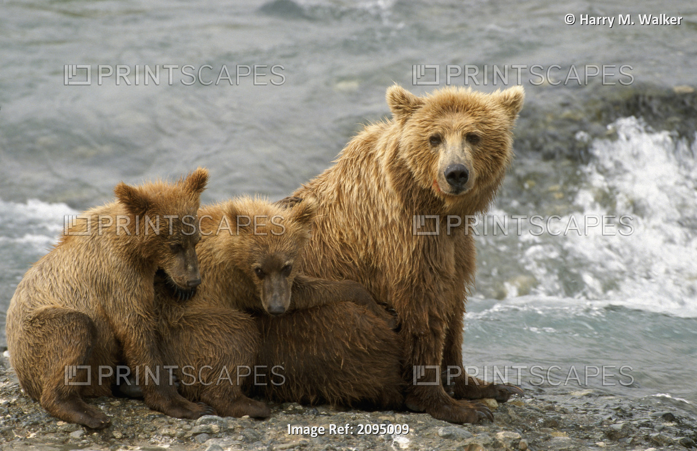 Mother Grizzly W/2Nd Year Cubs By River Sw Ak Summer Mcneil State Game Sanctuary