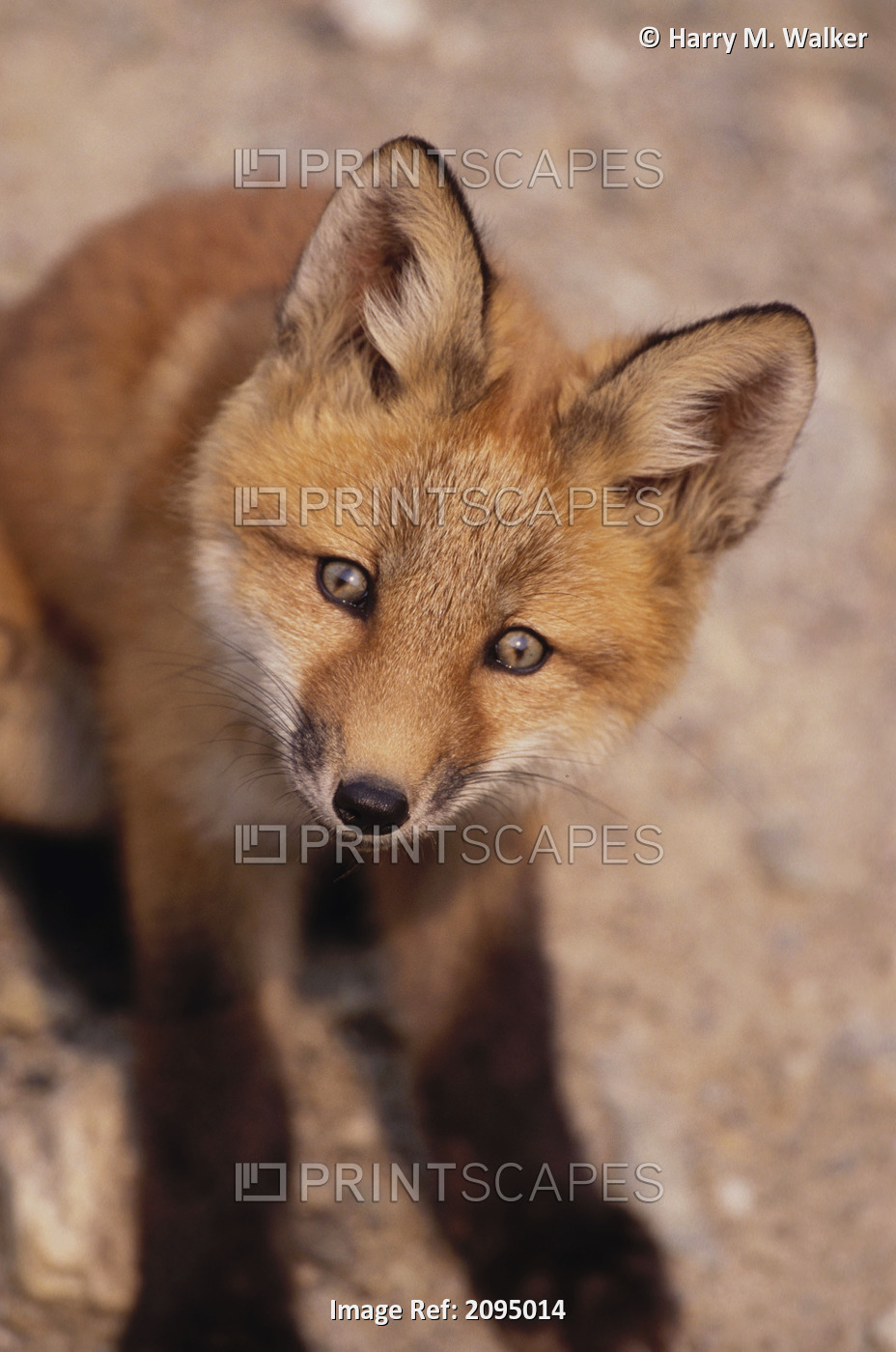 Portrait Of Red Fox Kit Near Den On Savage River Denali Np