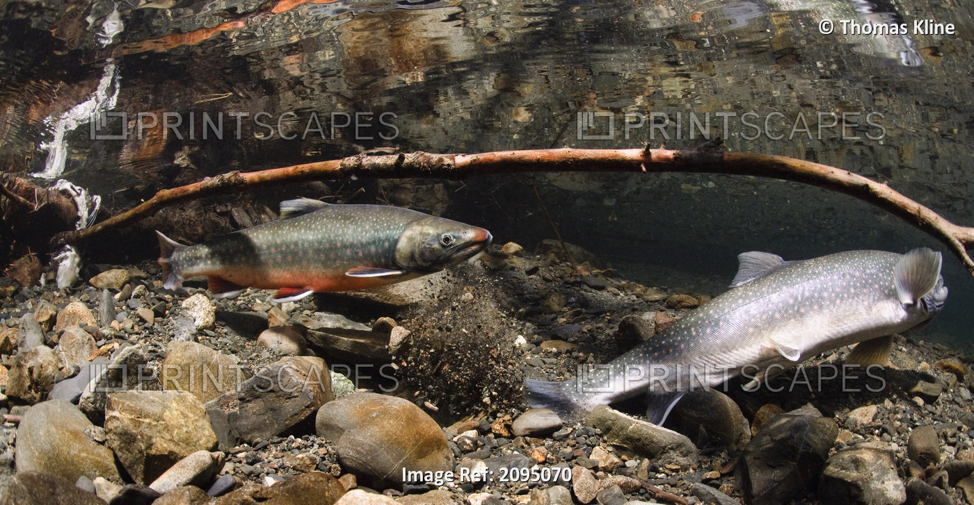 Underwater view of a female Dolly Varden covering her redd while the male ...