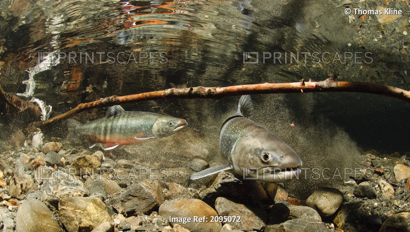 Underwater view of a female Dolly Varden covering her redd while the male ...