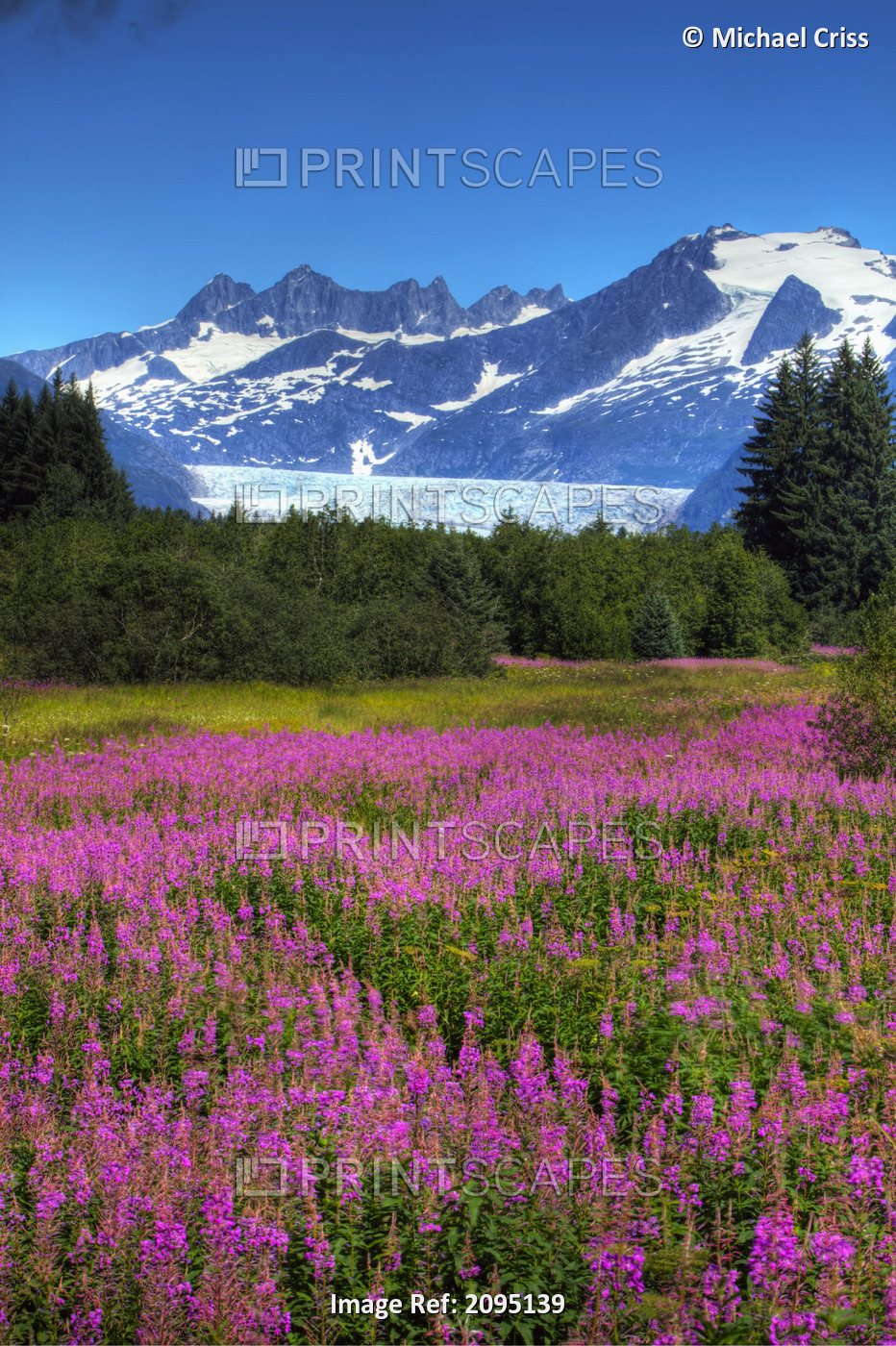 View Of The Mendenhall Glacier With A Field Of Fireweed In The Foreground, ...