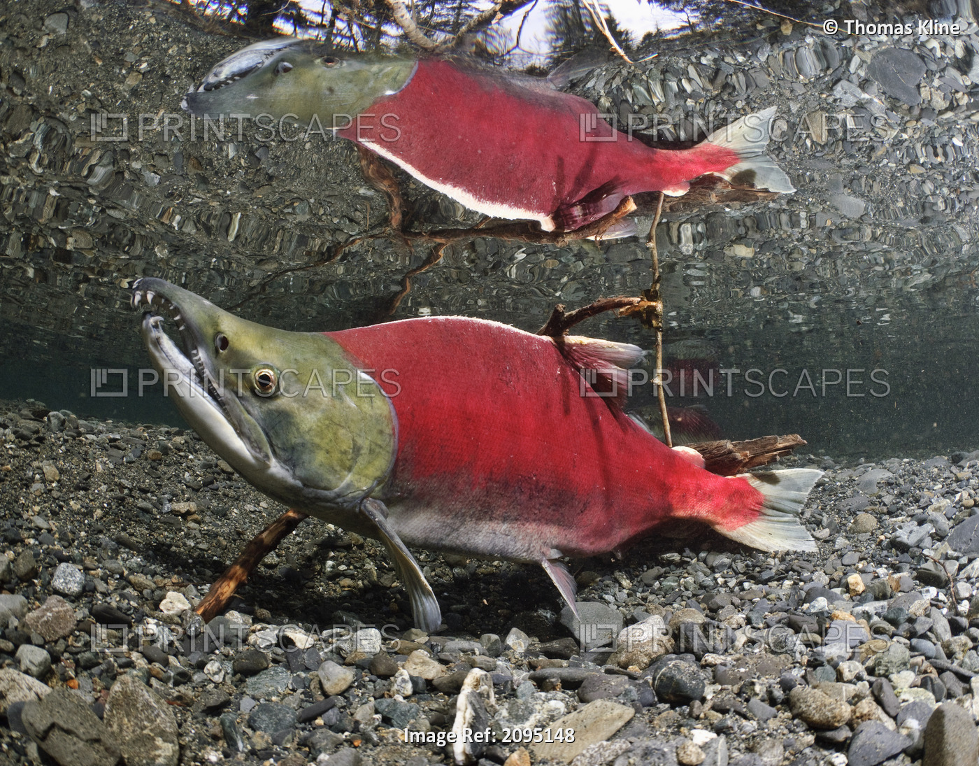 Male Sockeye salmon on spawning grounds, Power Creek, Copper River Delta, ...