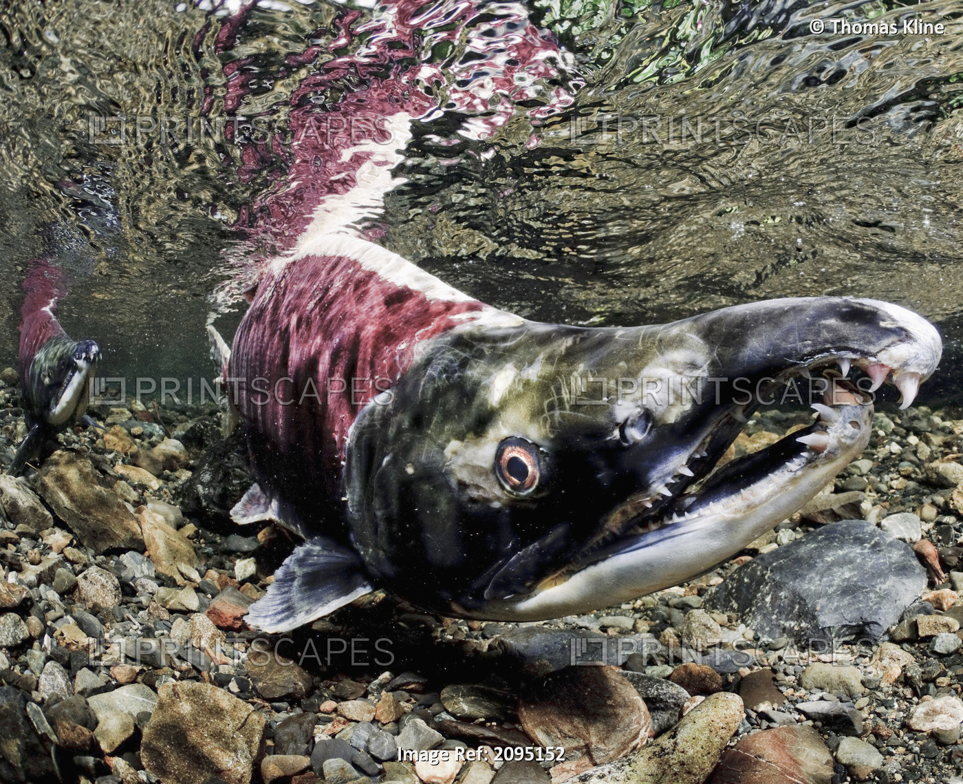 Mature male Sockeye salmon on spawning grounds, Power Creek, Copper River ...