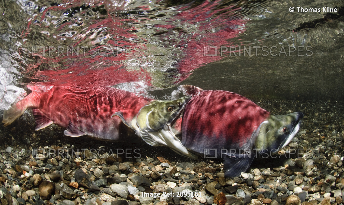 Display of aggression between mature male Sockeye salmon, Power Creek, Copper ...