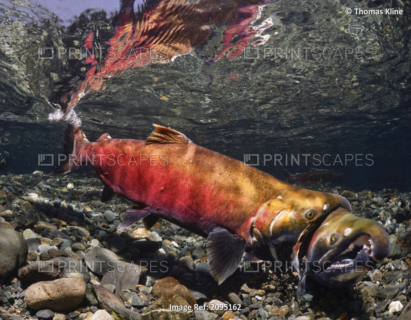 Male Coho aggressively compete for females in Power Creek, Copper River Delta ...