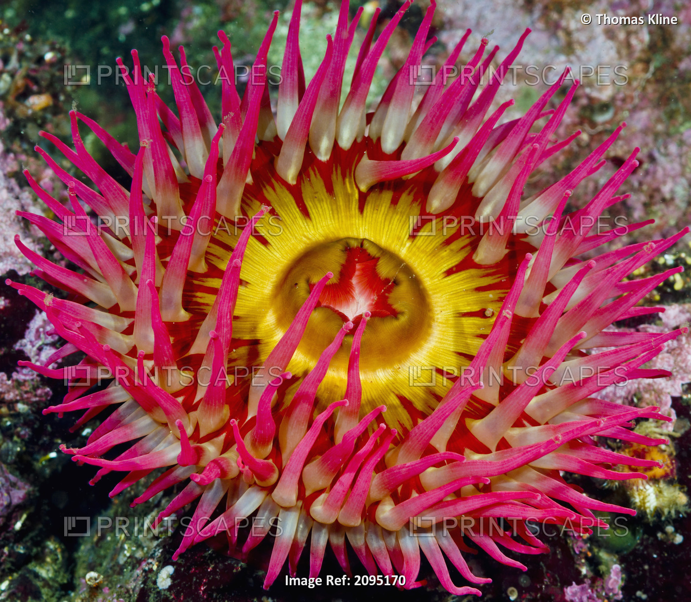Underwater Close Up Of A Christmas Anemone, British Columbia, Canada