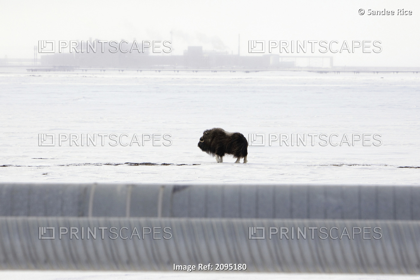 Musk Oxen Stands On Snowcovered Ground With The Central Compression Plant ...