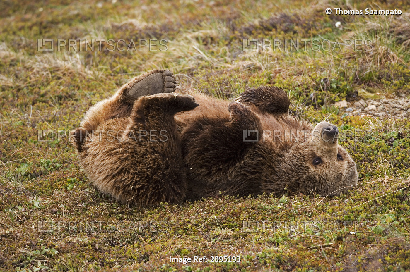 Brown Bear Lays On Its Back On The Tundra In Denali National Park, Alaska