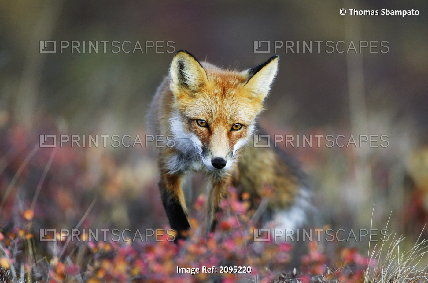 Close Up Of An Adult Red Fox In Denali National Park During Autumn, Interior ...