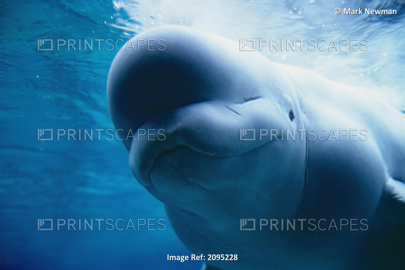Underwater Close Up View Of A Captive Beluga Whale Swimming Near The Surface At ...