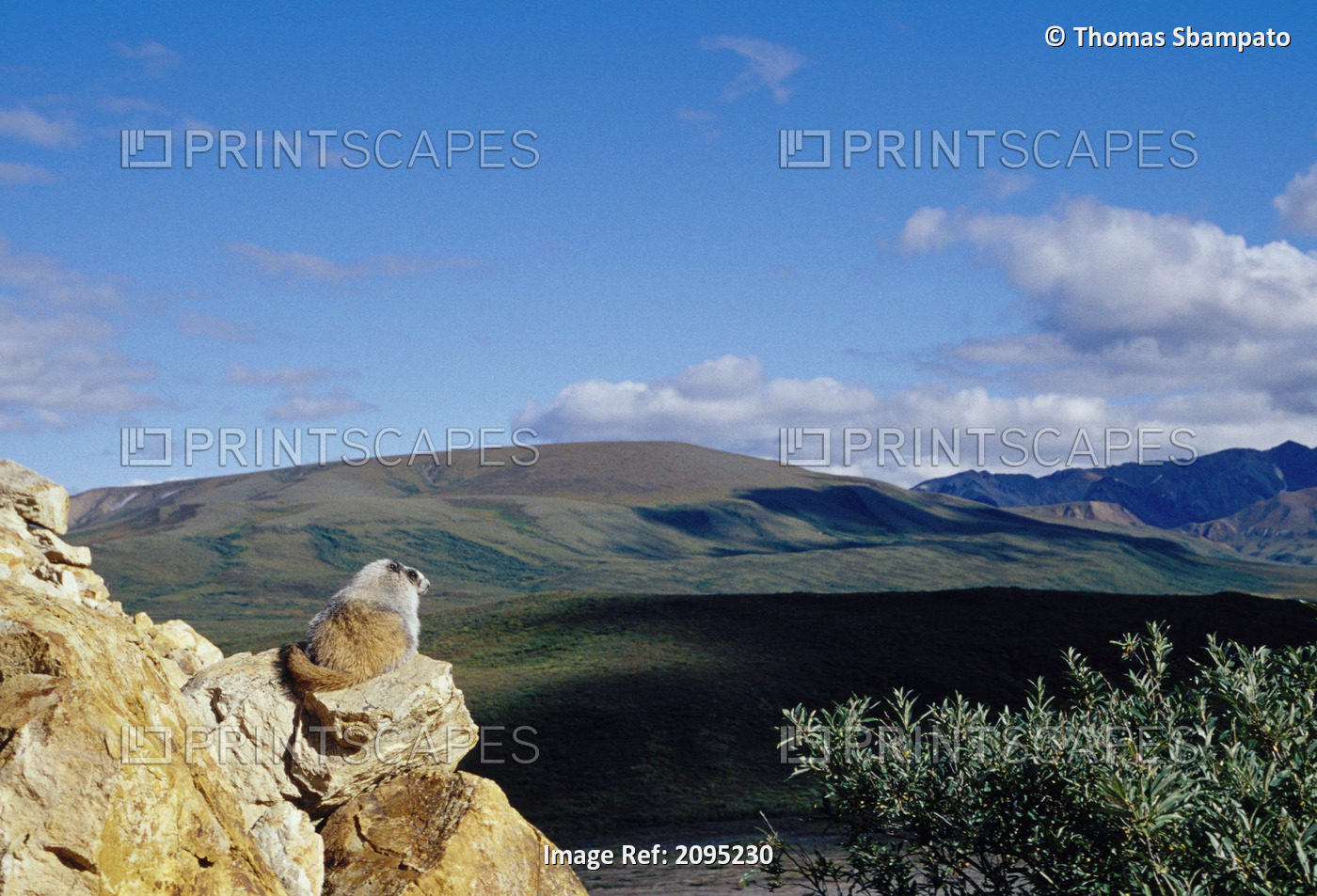 Hoary Marmot Sitting On Rock Overlooking View Denali Np