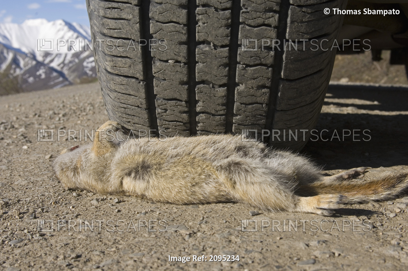 Close Up View Of A Dead Ground Squirrel In The Middle Of The Park Road Near A ...