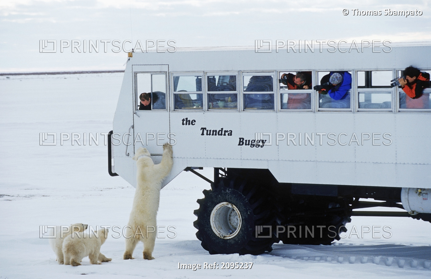 Adult Polar Bear And Two Cubs Trying To Get Into A Tundra Buggy At Churchill, ...