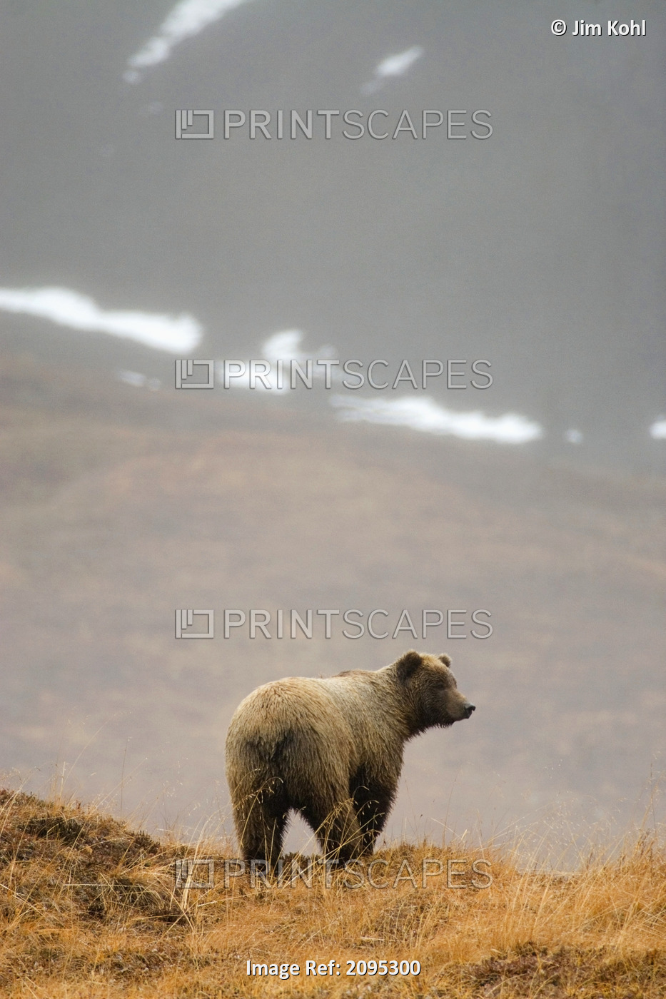 Brown Bear Standing On Ridge In Rain @ Highway Pass Denali National Park ...