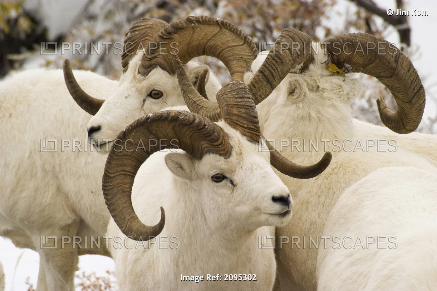 Group Of Dall Sheep Denali National Park Interior Alaska Fall
