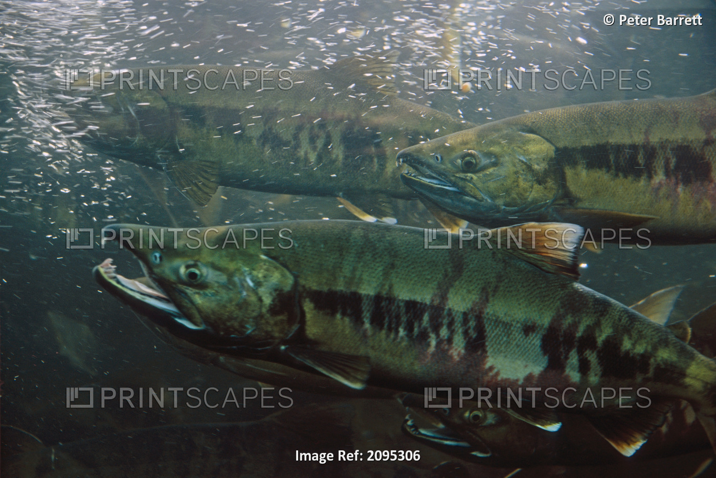 Closeup Of Chum Salmon Underwater @ Dipac Hatchery, Juneau Alaska