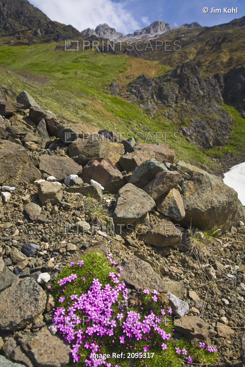Scenic View Of Moss Campion Wildflowers Growing Above Root Glacier In ...