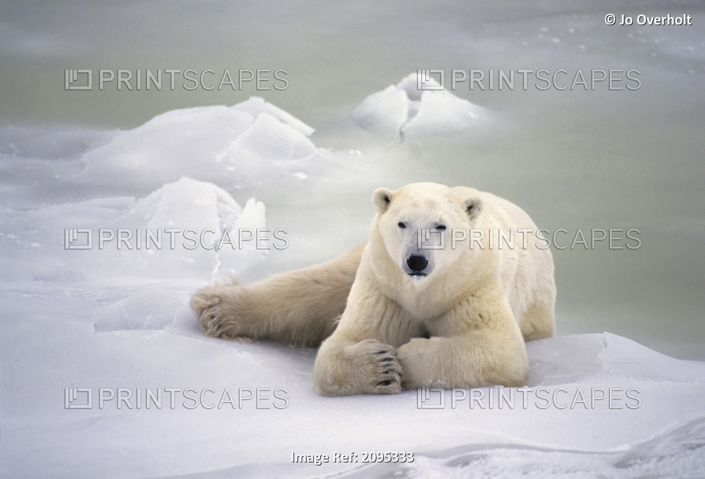 Polar Bear Lying On The Ice Churchill Manitoba Canada Spring