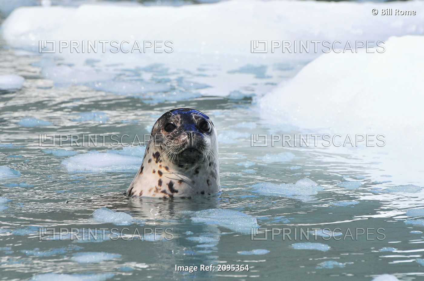 Harbor Seal Swims In An Ice Floe At Yale Glacier In Prince William Sound, ...