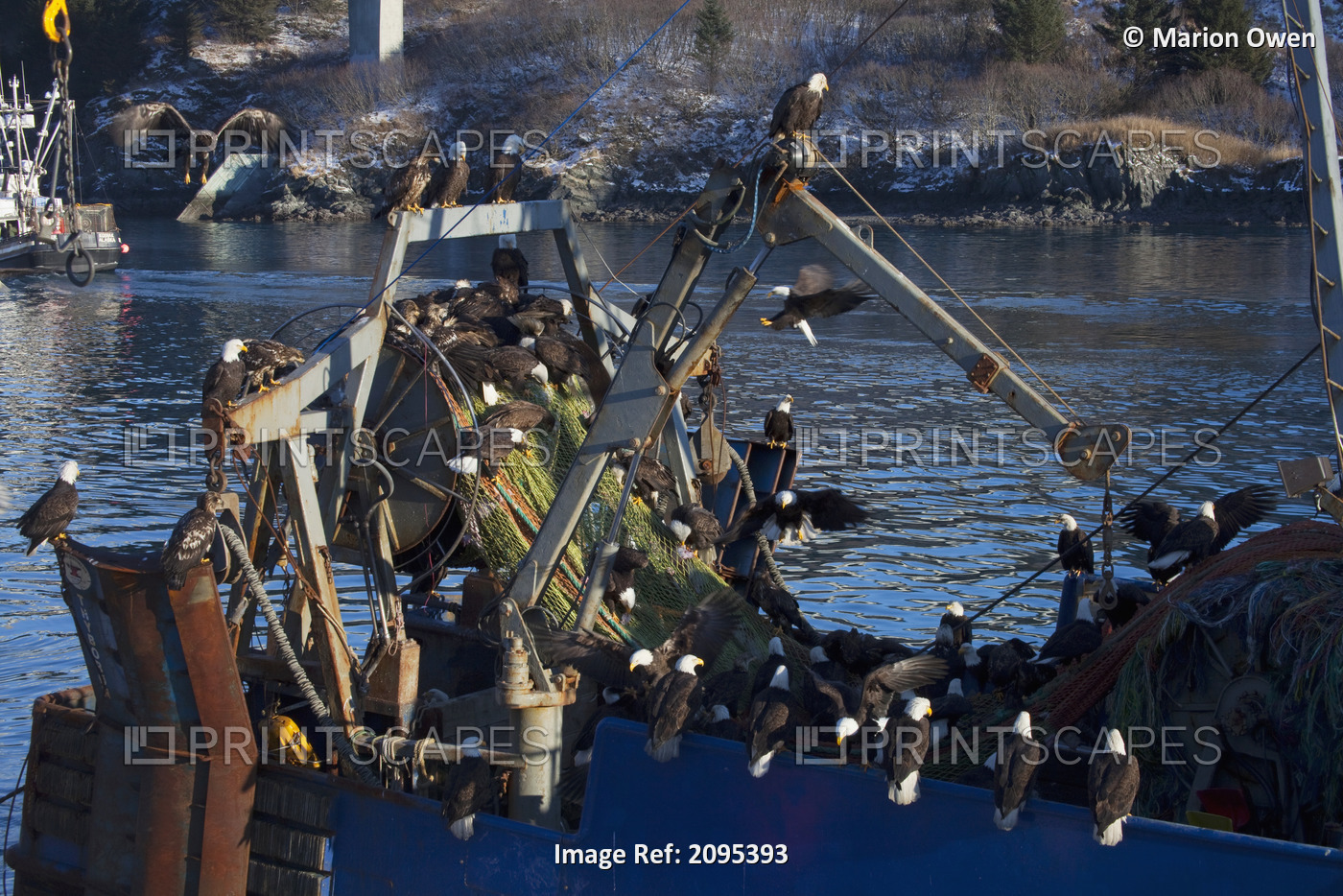 Bald Eagles Gather En Masse To Pick Bits Of Fish From A Commercial Fishing Net ...