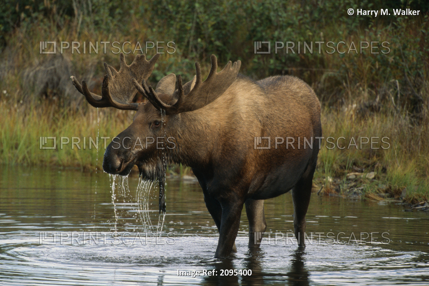 Bull Moose In Pond Near Eielson Visitor Center Ak In Denali Np Summer