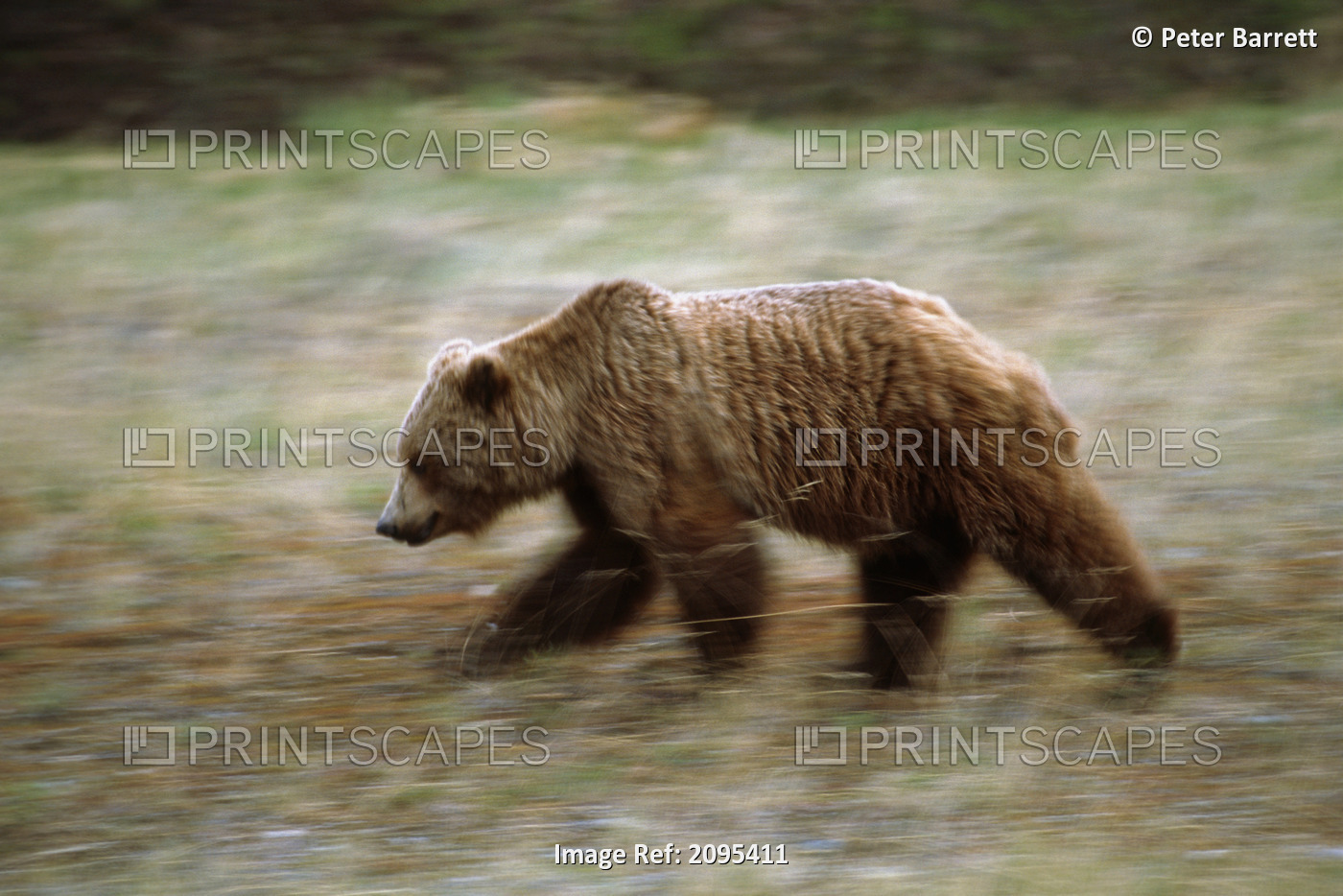 Grizzly Runs Through Meadow Blurred. Southeast Alaska Autumn.